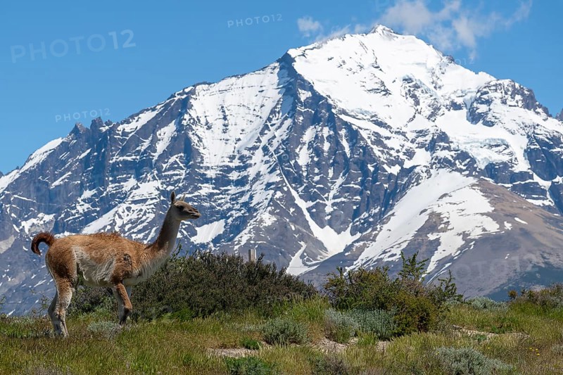 Guanaco (Llama guanicoe), Huanako, Torres del Paine National Park, Patagonia, End of the World, Chile, South America