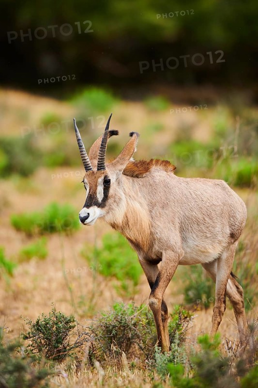 Roan Antelope (Hippotragus equinus) in the dessert, captive, distribution Africa