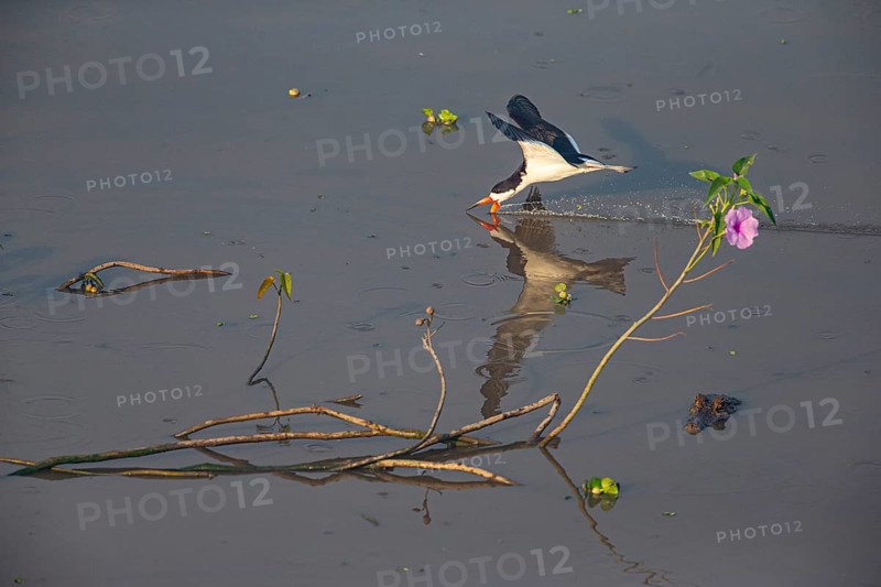 Black-mantled cranesbill (Rynchops nigra) Pantanal Brazil