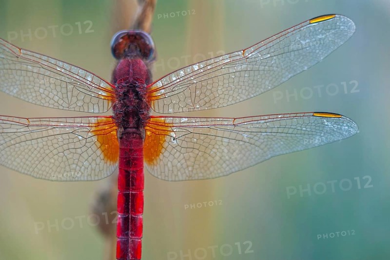 Broad Scarlet (Crocothemis erythraea) male resting in the evening. Bas-Rhin, Alsace, Grand Est, France, Europe