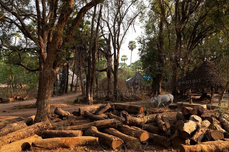 Tree trunks, village near Addateegala, Andhra Pradesh, India, Asia