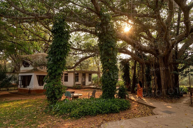 Banyan Tree, Central Guest House, future city Auroville, near Pondicherry or Puducherry, Tamil Nadu, India, Asia