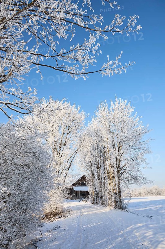 Snowy winter landscape with path and barn near Polling an der Ammer. Polling, Paffenwinkel, Upper Bavaria, Germany, Europe