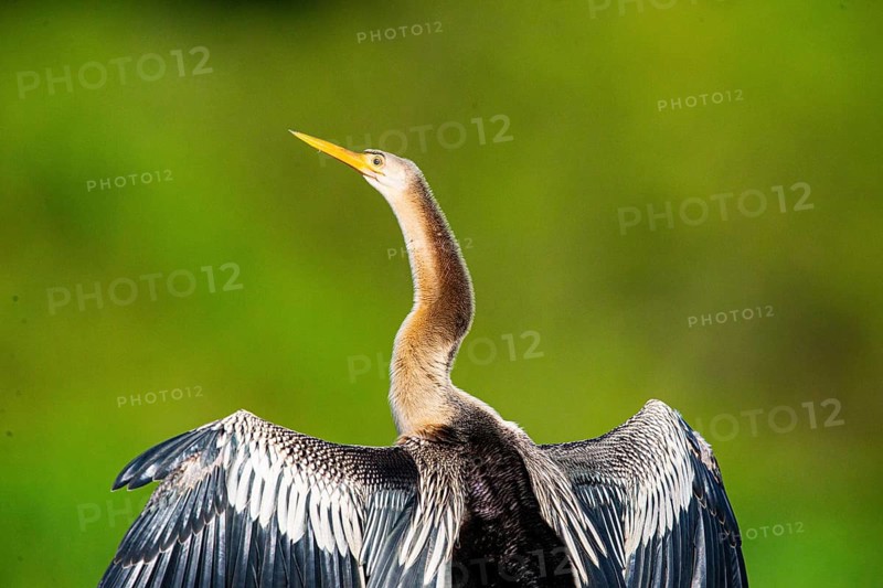 American darter (Anhinga anhinga) Pantanal Brazil