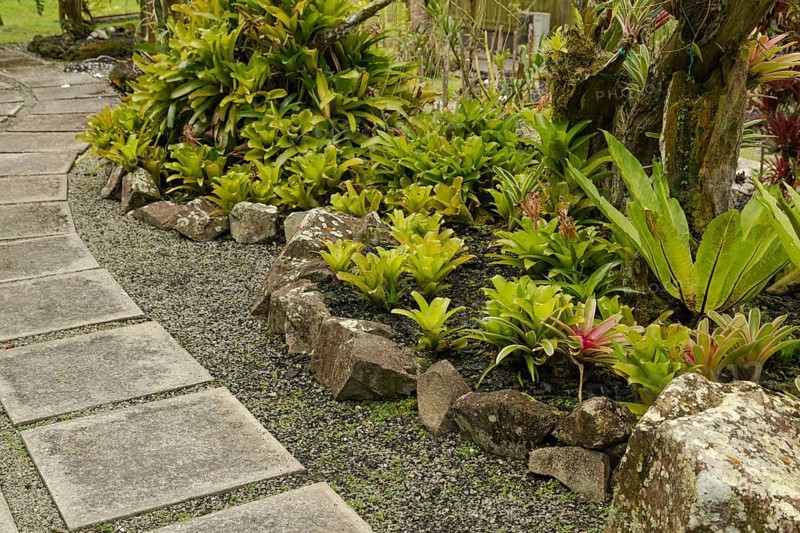 Orchid and bromeliad flower beds in botanical garden, selective focus, copy space, malaysia, Kuching orchid park
