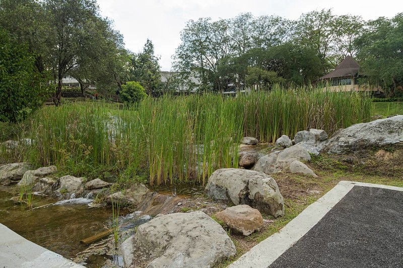 Retention pond with water plants in city park in Kuching, Malaysia, ecology, gardening, landscape design, lake, recycling, Asia
