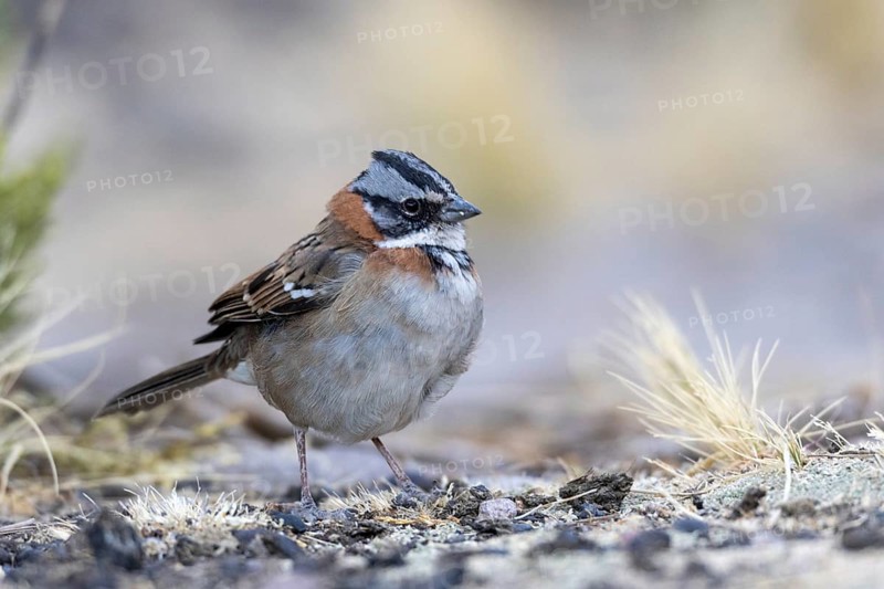 Rufous-collared sparrow