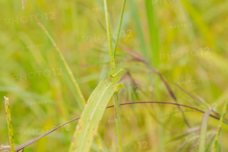 Small green praying mantis on grass, Bali, Indonesia, Travel, tropical, nature green background, Asia