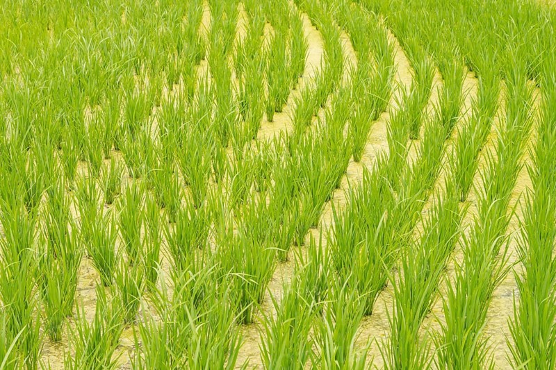 Rice terraces, Campuhan ridge walk, Bali, Indonesia, track on the hill with grass, large trees, jungle and rice fields. Travel, tropical, Ubud, Asia