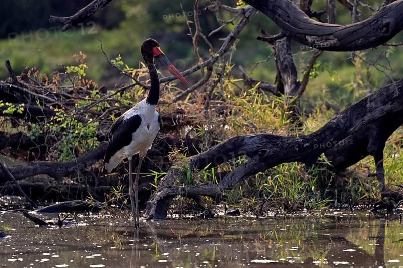 Saddle-billed stork (Ephippiorhynchus senegalensis), adult, foraging, in the water, Kruger National Park, Kruger National Park, South Africa, Africa