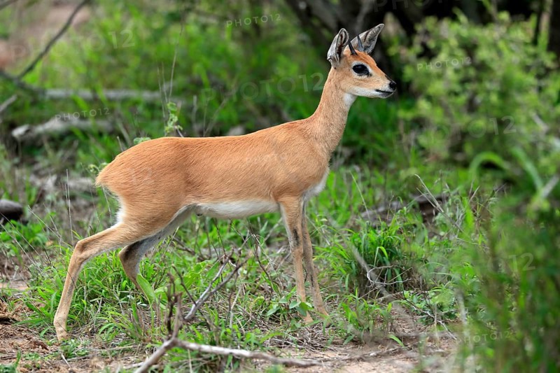 Steenbok (Raphicerus campestris), adult, male, foraging, vigilant, dwarf antelope, Kruger National Park, Kruger National Park, South Africa, Africa
