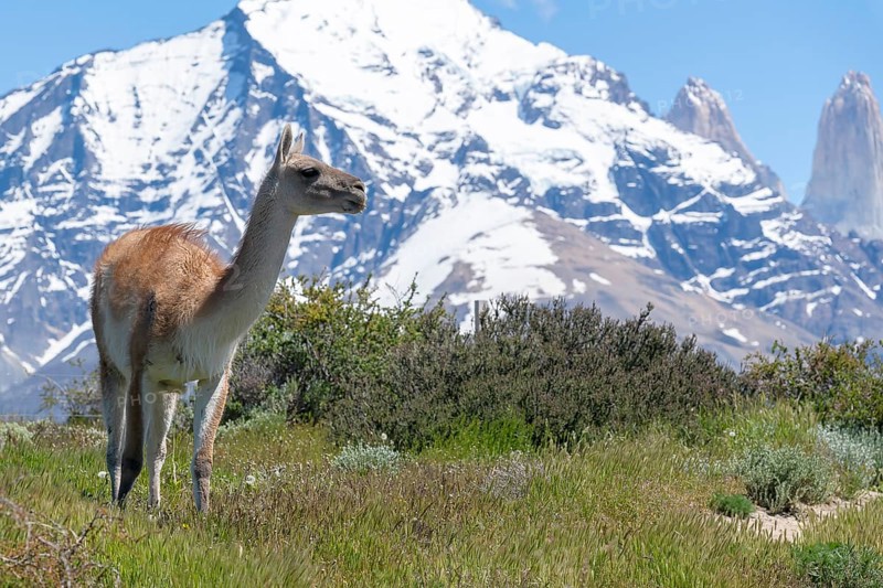 Guanaco (Llama guanicoe), Huanako, Torres del Paine National Park, Patagonia, End of the World, Chile, South America