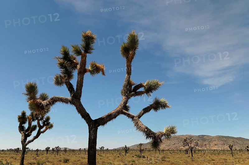 Joshua trees (Yucca brevifolia), Joshua Tree National Park, Palm Desert, Southern California, USA, North America