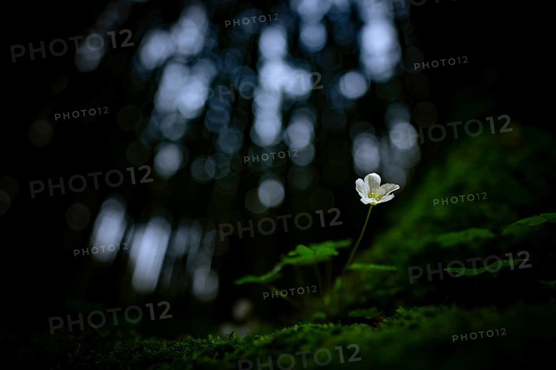 Common wood sorrel (Oxalis acetosella) with blurred forest in the background, Mindelheim, Bavaria, Germany, Europe