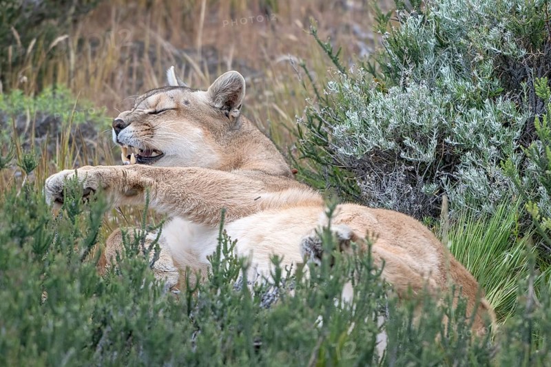 Cougar (Cougar concolor), silver lion, mountain lion, cougar, panther, small cat, yawns, begs, Torres del Paine National Park, Patagonia, end of the world, Chile, South America