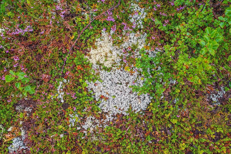 Broom common heather (Calluna vulgaris), true reindeer lichen (Cladonia rangiferina), dwarf birch (Betula nana), mosses, lichen, nature photograph, Tynset, Innlandet, Norway, Europe