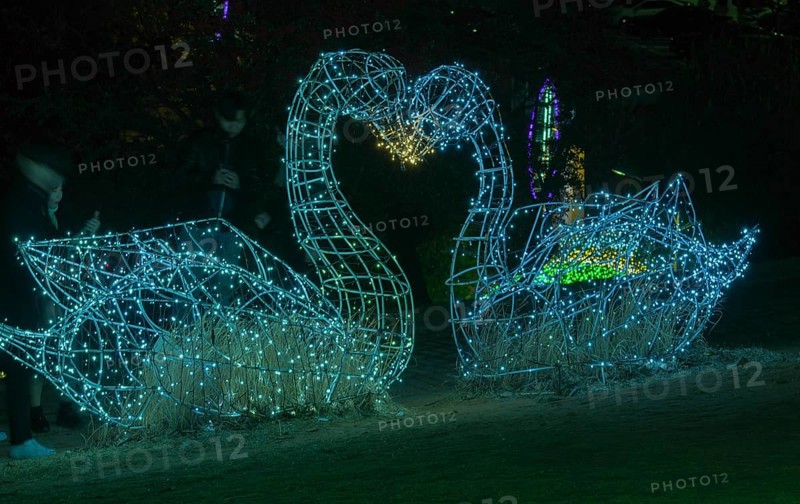 Two swan figurines made of wire and white Christmas lights kissing in a public park in Yeosu, South Korea, Asia