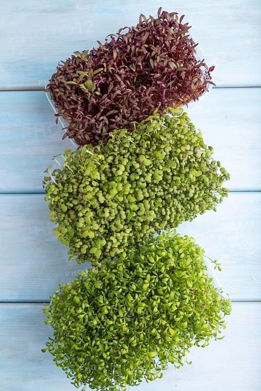 Set of boxes with microgreen sprouts of amaranth, mustard, watercress on blue wooden background. Top view, flat lay, close up