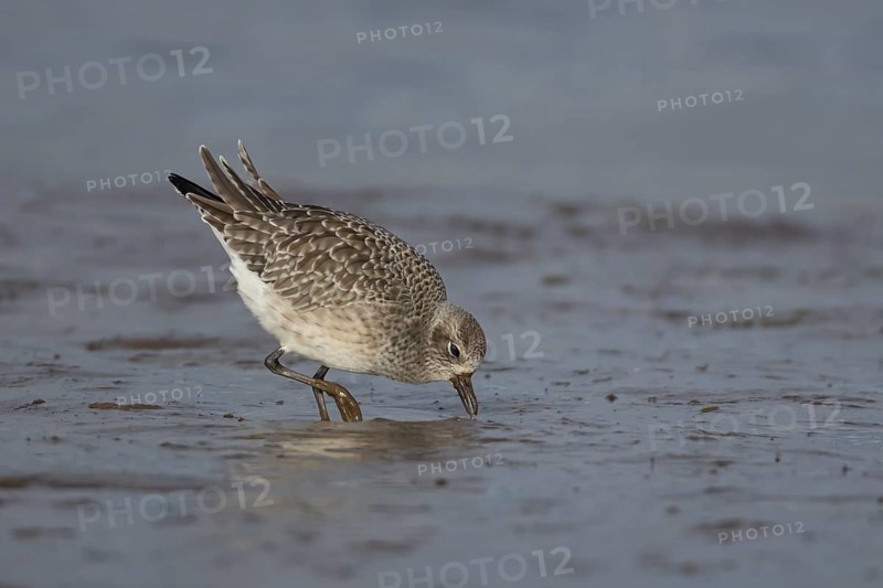 Grey plover (Pluvialis squatarola) adult bird in winter plumage feeding on a coastal mudflat, Norfolk, England, United Kingdom, Europe