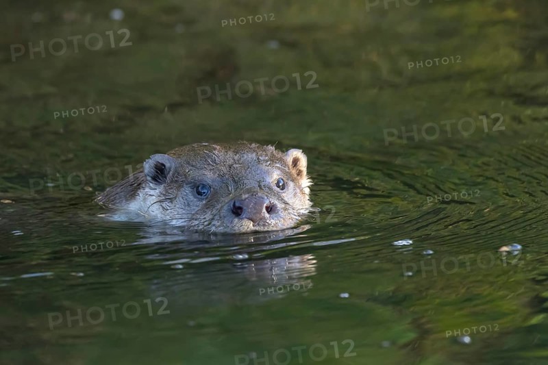 European Otter (Lutra lutra) adult swimming in a lake, Suffolk, England, United Kingdom, Europe