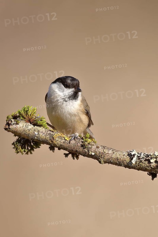 Willow Tit (Parus montanus) sitting on a branch covered with moss, Wilnsdorf, North Rhine-Westphalia, Germany, Europe