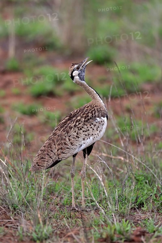 Red-crested Bustard, (Lophotis ruficrista), adult, calling, Kruger National Park, Kruger National Park, South Africa, Africa