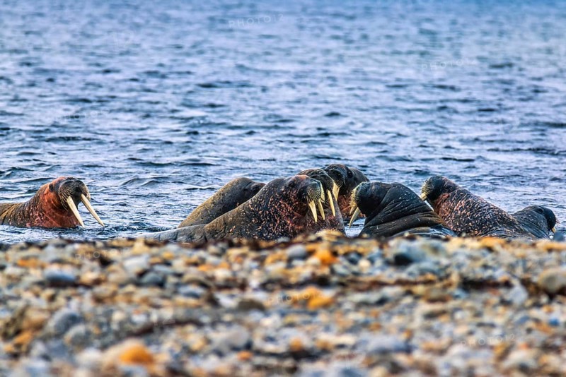 Flock of Walrus (Odobenus rosmarus) in the water by the seashore in Arctic, Svalbard