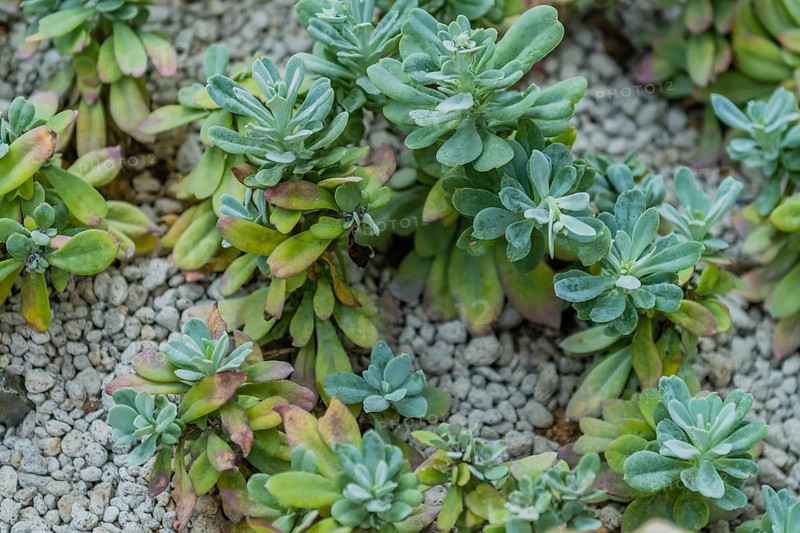 Closeup of collection of succulent cacti in gravel covered soil