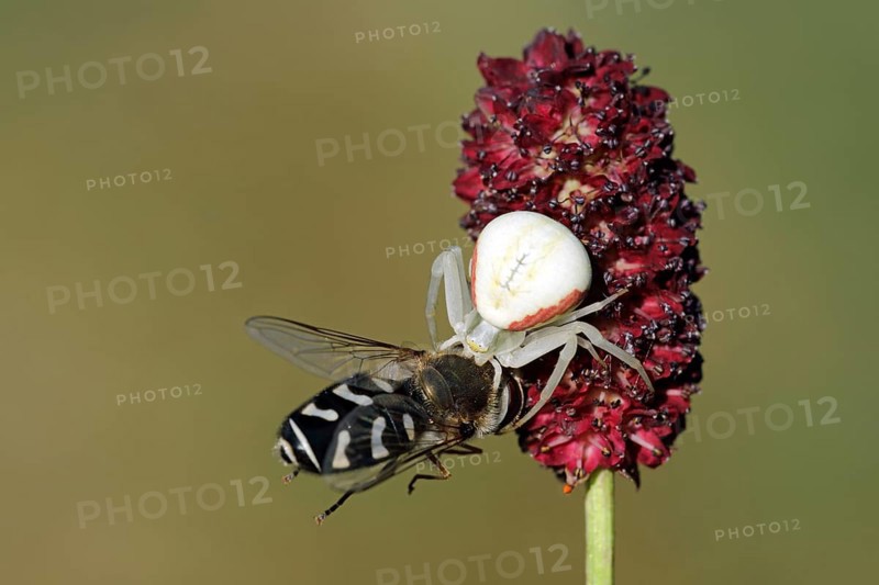 Variable crab spider with prey