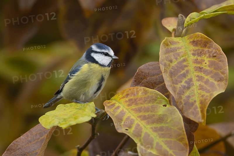 Blue tit (Cyanistes Caeruleus) adult bird amongst autumn leaves of a garden Magnolia tree, Suffolk, England, United Kingdom, Europe