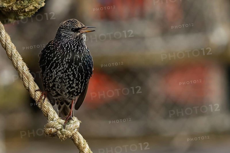 European starling (Sturnus vulgaris) adult bird singing on a rope from a lobster pot in a seaside harbour, Dorset, England, United Kingdom, Europe