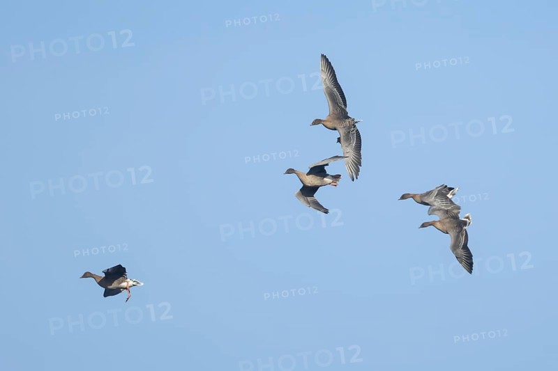 Pink-footed goose (Anser brachyrhynchus) four adult geese in flight coming into land, Norfolk, England, United Kingdom, Europe