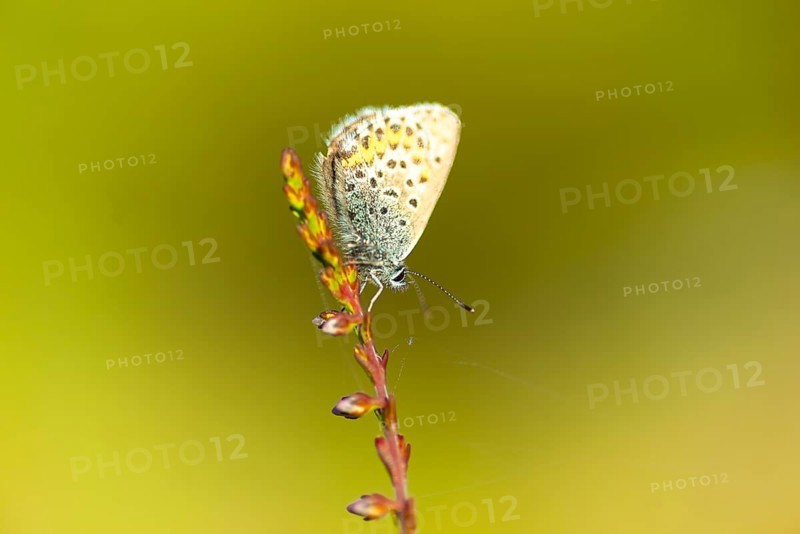 Silver-studded blue (Plebejus argus), close-up, nature photograph, Norway, Tinn, Vestfold, Europe