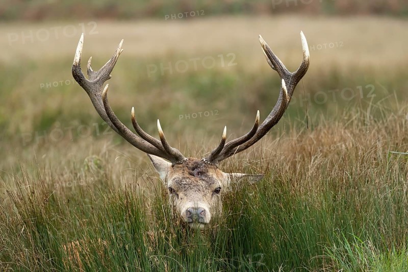 Red deer (Cervus elaphus) adult male stag poking its head through long grass, Surrey, England, United Kingdom, Europe