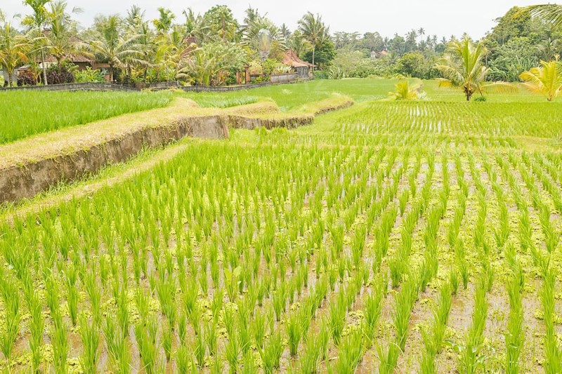 Rice terraces, Campuhan ridge walk, Bali, Indonesia, track on the hill with grass, large trees, jungle and rice fields. Travel, tropical, Ubud, Asia
