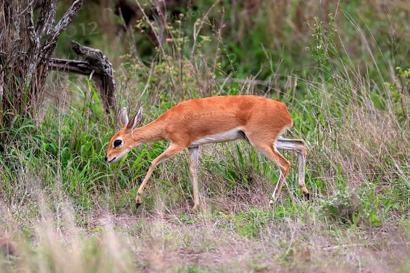 Steenbok (Raphicerus campestris), adult, female, foraging, running, dwarf antelope, Kruger National Park, Kruger National Park, South Africa, Africa