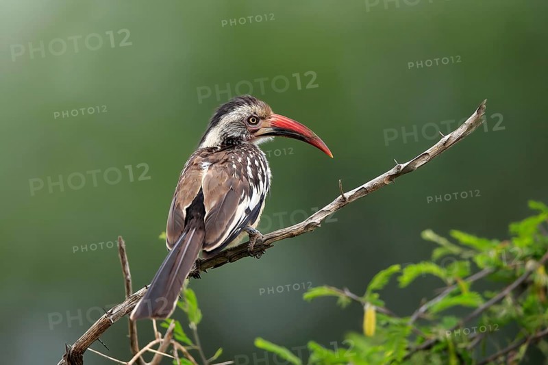 Red-billed hornbill (Tockus erythrorhynchus), adult, on wait, Kruger National Park, Kruger National Park, South Africa, Africa