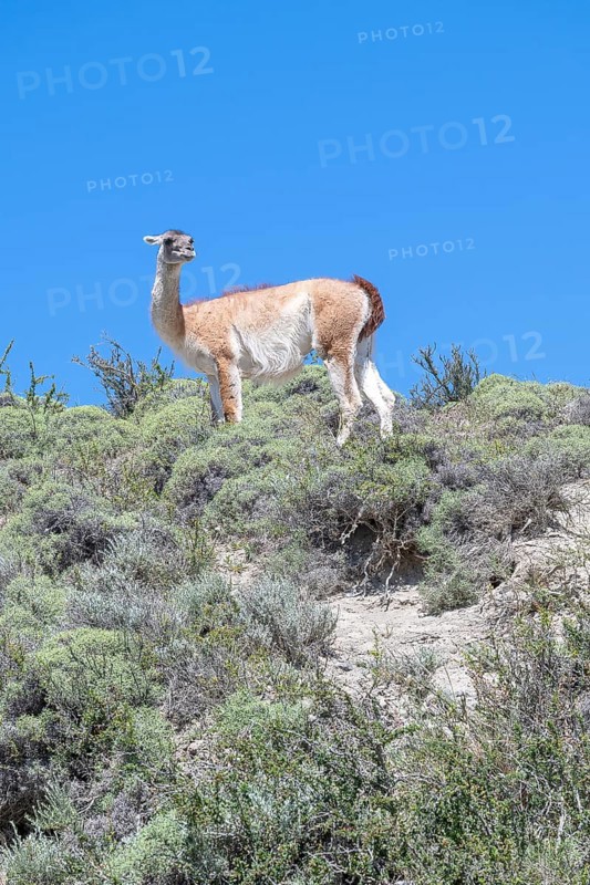 Guanaco (Llama guanicoe), Huanako, Torres del Paine National Park, Patagonia, End of the World, Chile, South America