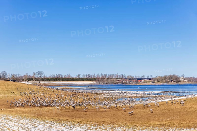 Flock of migrating cranes (grus grus) in a field by a lake on a sunny spring day, Hornborgasjoen, Sweden, Europe