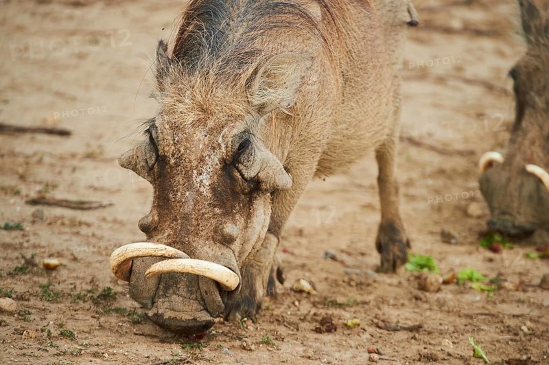 Common warthog (Phacochoerus africanus), walking in the dessert, captive, distribution Africa