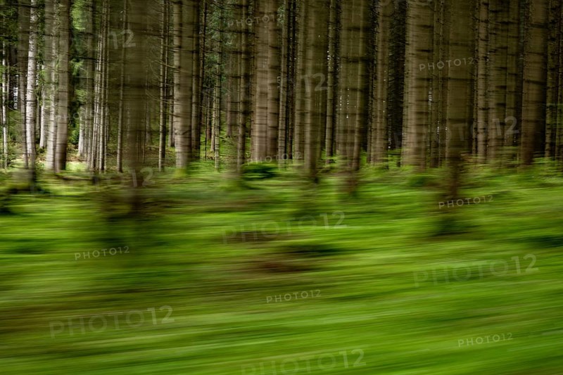 Spruce forest as a pull-along, Mindelheim, Unterallgaeu, Bavaria, Germany, Europe