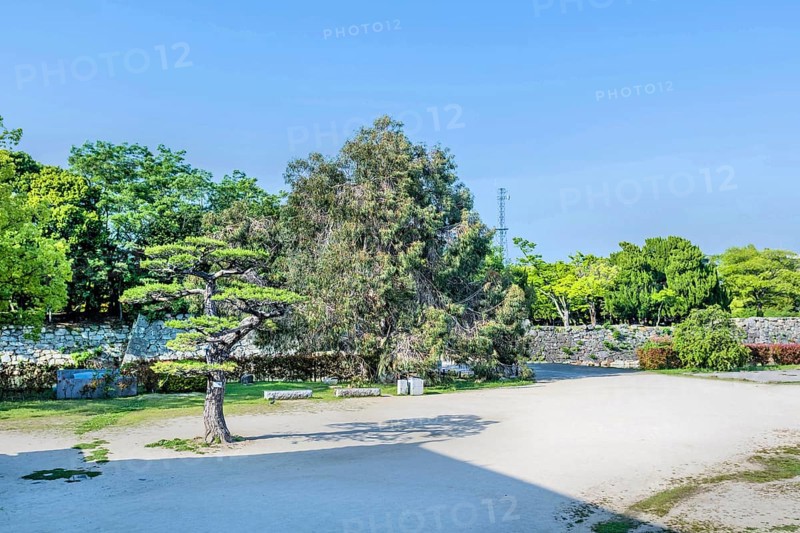 Landscape of trees lining stone wall entrance to Hiroshima Castle in Hiroshima, Japan, Asia
