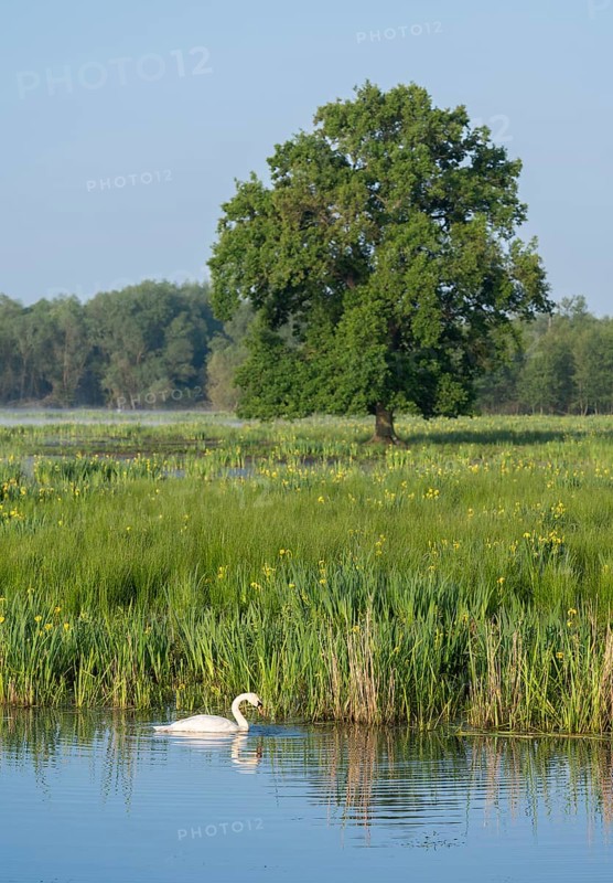 Wetland, wet meadow, water surface, mute swan (Cygnus olor), marsh iris (Iris pseudacorus) in bloom, English oak (Quercus robur), Barnbruchswiesen and Ilkerbruch nature reserve, Lower Saxony, Germany, Europe