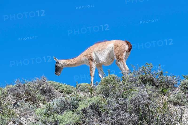 Guanaco (Llama guanicoe), Huanako, Torres del Paine National Park, Patagonia, End of the World, Chile, South America