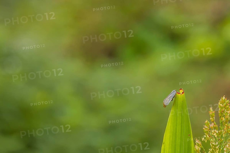 Invasive species of leaf hopper on stalk of maze with blurred background