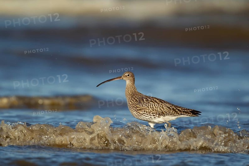 Eurasian curlew (Numenius arquata) adult bird in the surf on a beach, Norfolk, England, United Kingdom, Europe