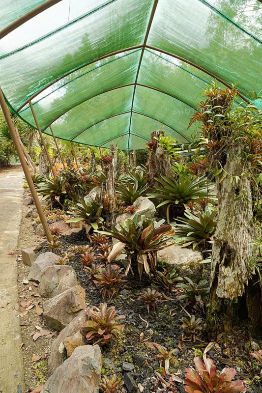 Orchid and bromeliad flower beds in botanical garden, selective focus, copy space, malaysia, Kuching orchid park