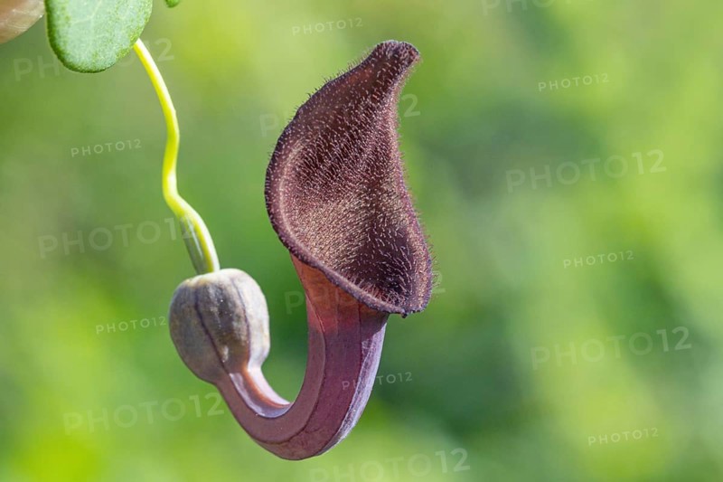 Southern Spanish Birthwort