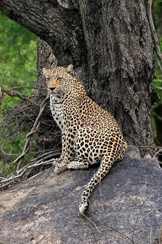 Leopard (Panthera pardus), adult, observed, alert, sitting, on rocks, Sabi Sand Game Reserve, Kruger NP, Kruger National Park, South Africa, Africa