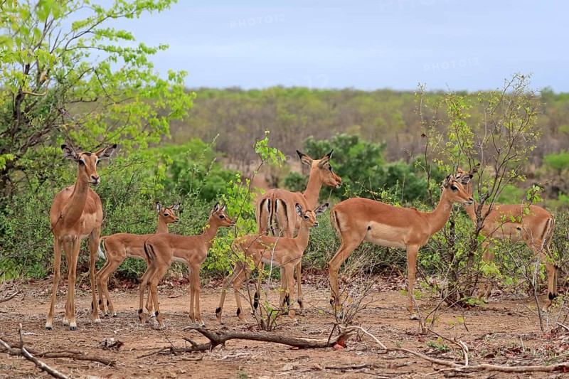 Black Heeler Antelope, (Aepyceros melampus), group, adult, female, young, group of females with young, mother with young, Kruger National Park, Kruger National Park, South Africa, Africa